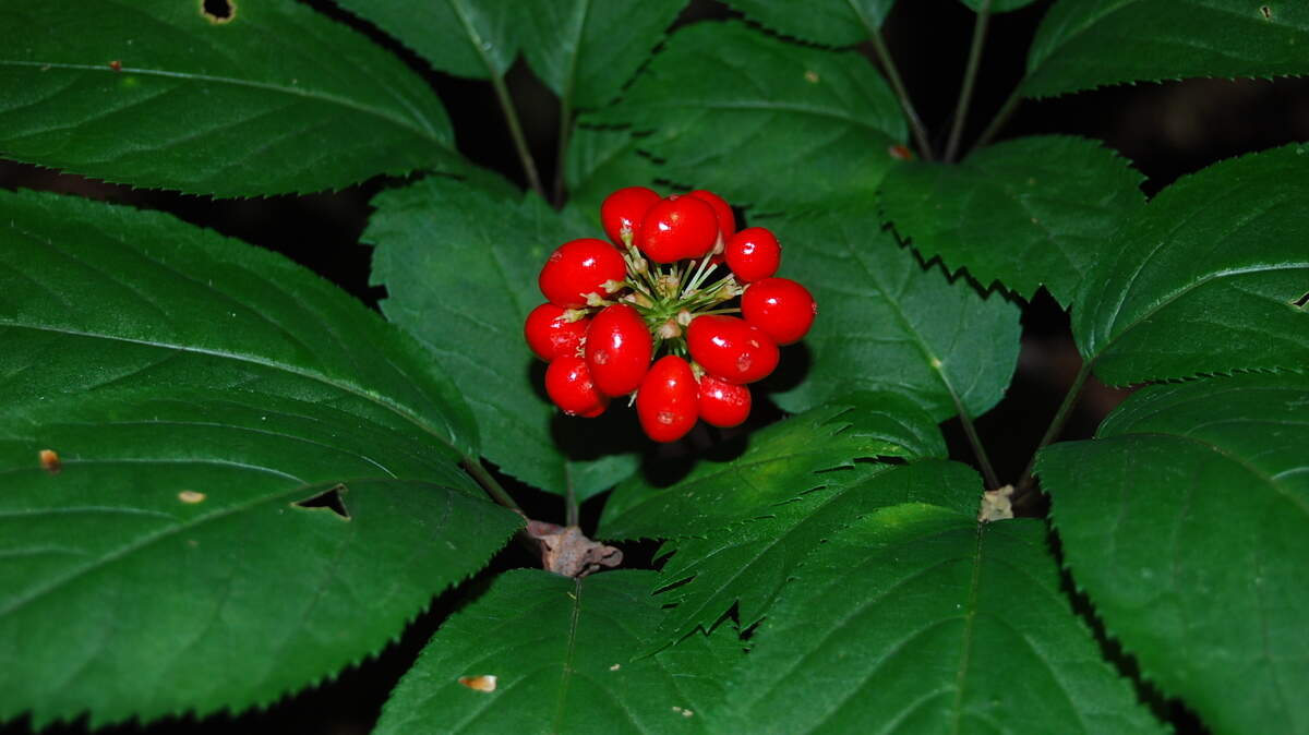 A man is sentenced for illegally digging up ginseng at a national park in Virginia, federal prosecutors said.
