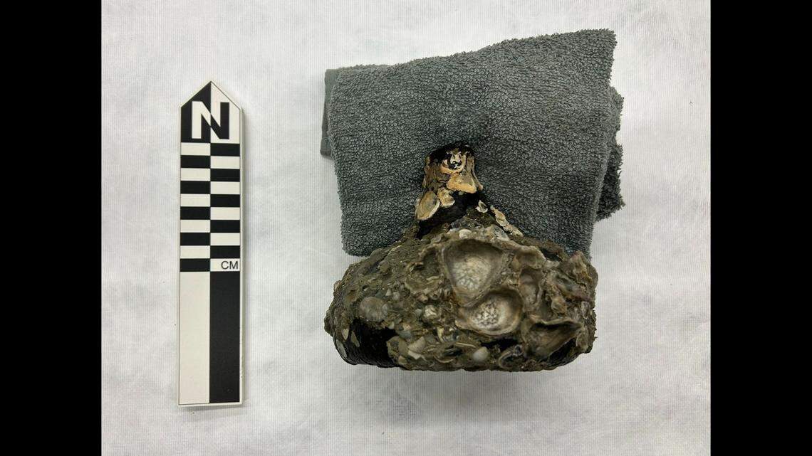 The heavily encrusted bottles were found in 2021 and 2022 at a wreck site off Indian River County, Florida, state officials say.