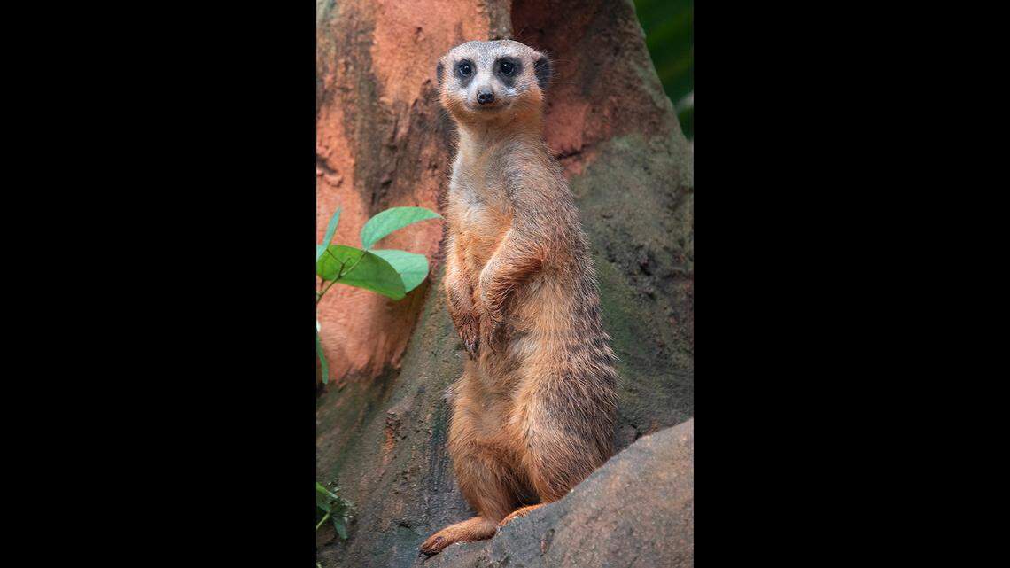 Gizmo the meerkat arrived at Zoo Miami in June of 2018.