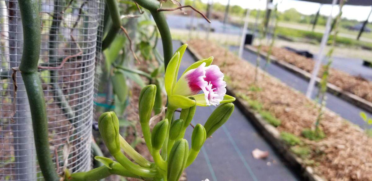 Florida has four vanilla orchid species. The Vanilla barbellata doesn’t have leaves and is commonly known as the worm vine. 