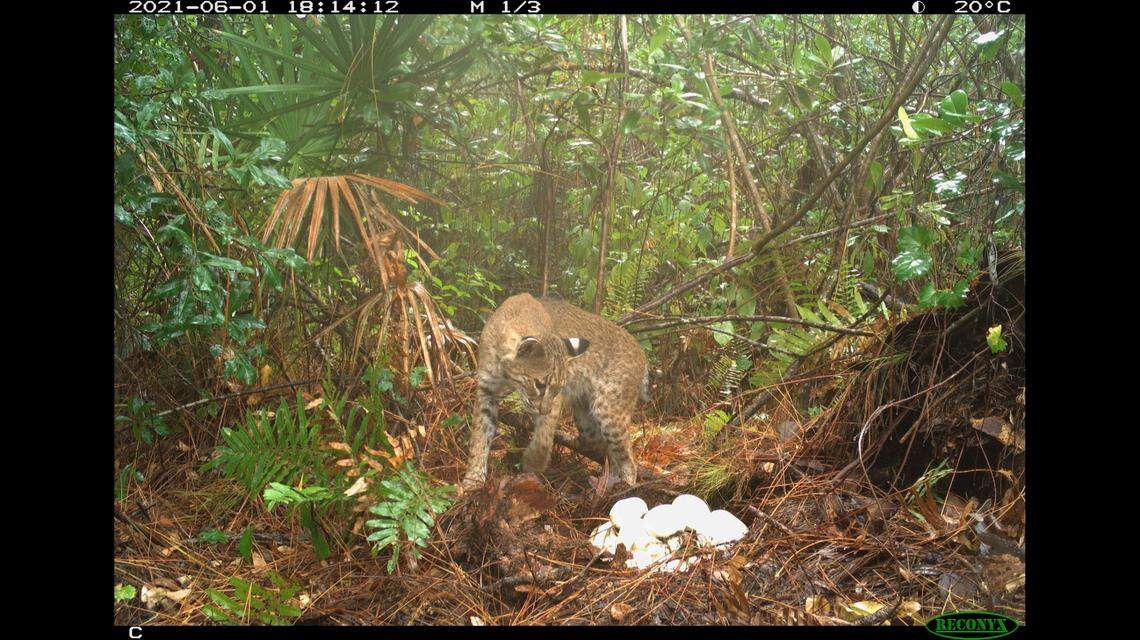 The bobcat can be seen inspecting the Burmese python’s nest while it is away.