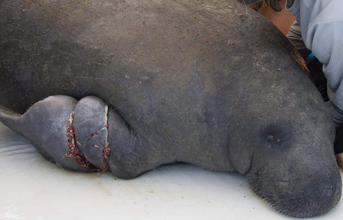 Coco, a nearly 9-foot-long manatee who got caught up in fishing line, was found in a canal in Marathon in the Florida Keys on June 6, 2018. He was treated and released.