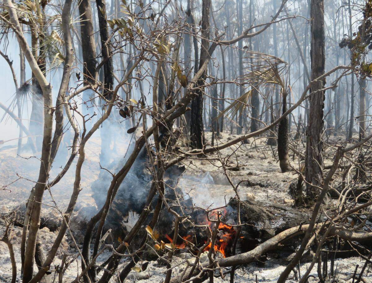 A tiny flareup smolders on Big Pine Key.