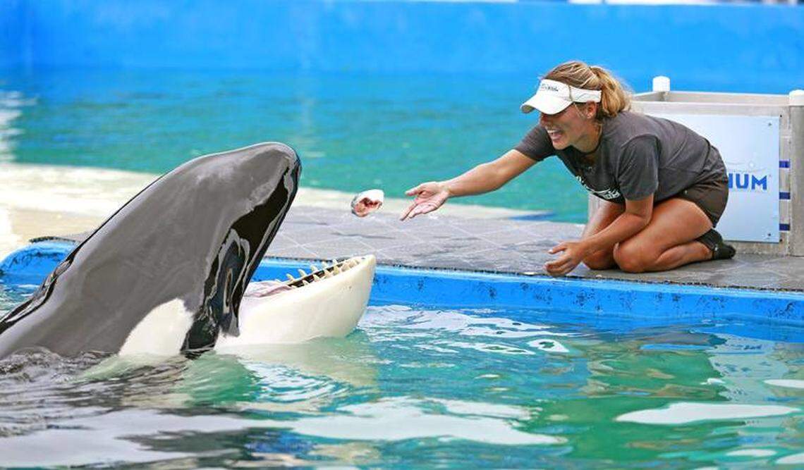 Lolita the killer whale, here being fed by one of her trainers, has lived at Miami Seaquarium since 1970.