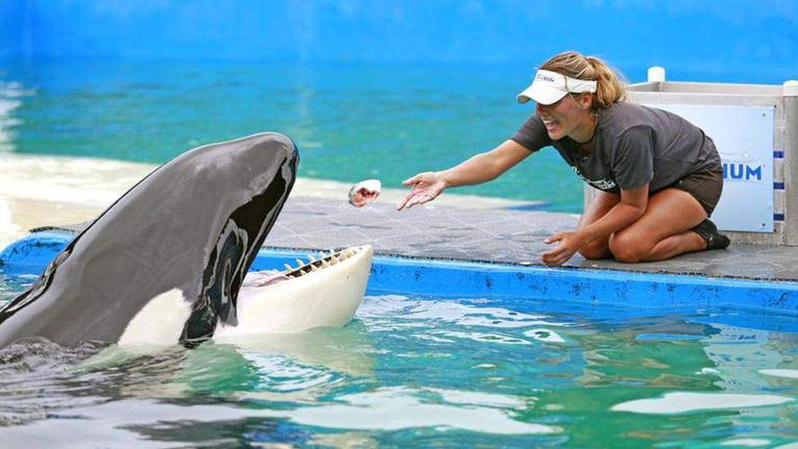 Lolita the killer whale, here being fed by one of her trainers, has lived at Miami Seaquarium since 1970.