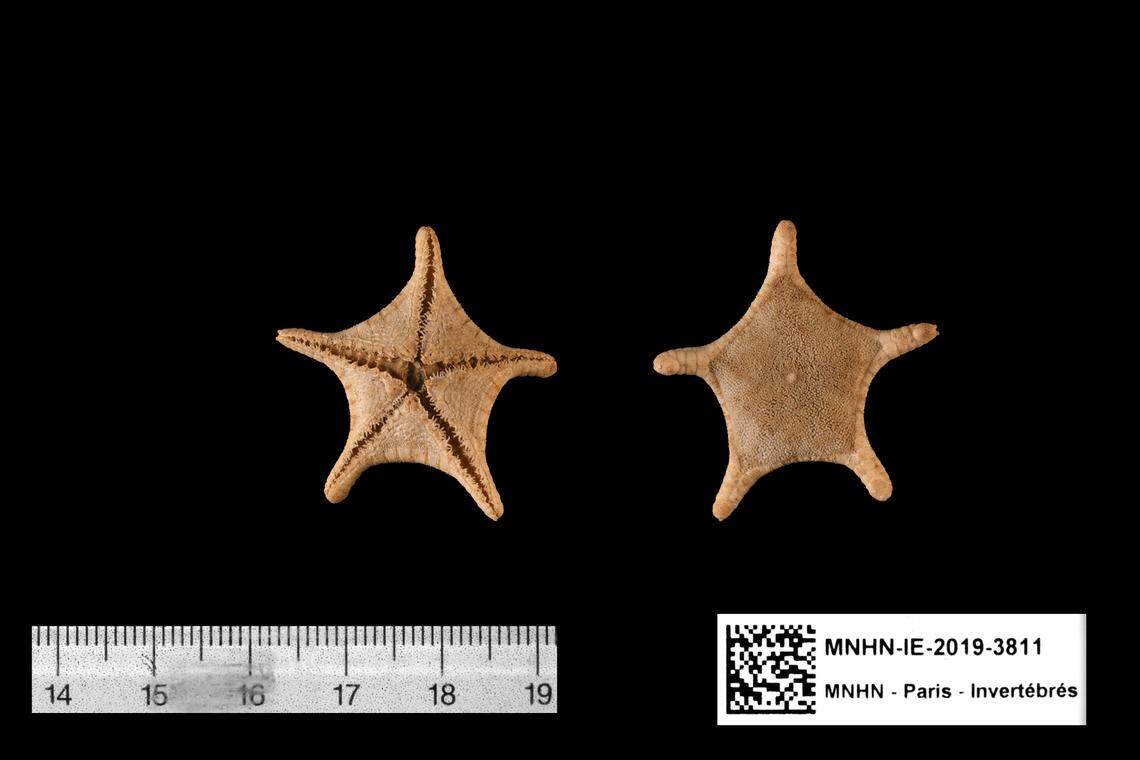 The new species has “robust” arms and some “bare patches” on its body, researchers said.