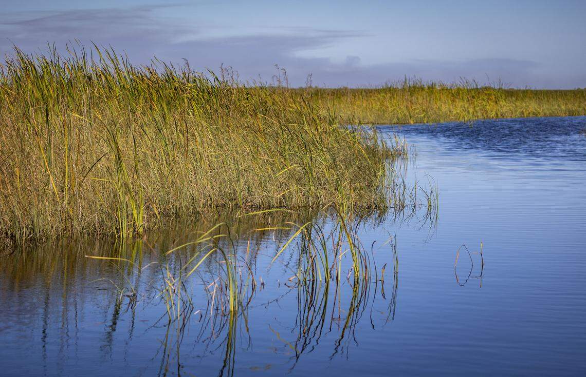 Cattails in Water Conservation Area 2A west of Fort Lauderdale signal trouble in the Everglades. They are a sign of nutrient pollution from the sugarcane fields to the north.