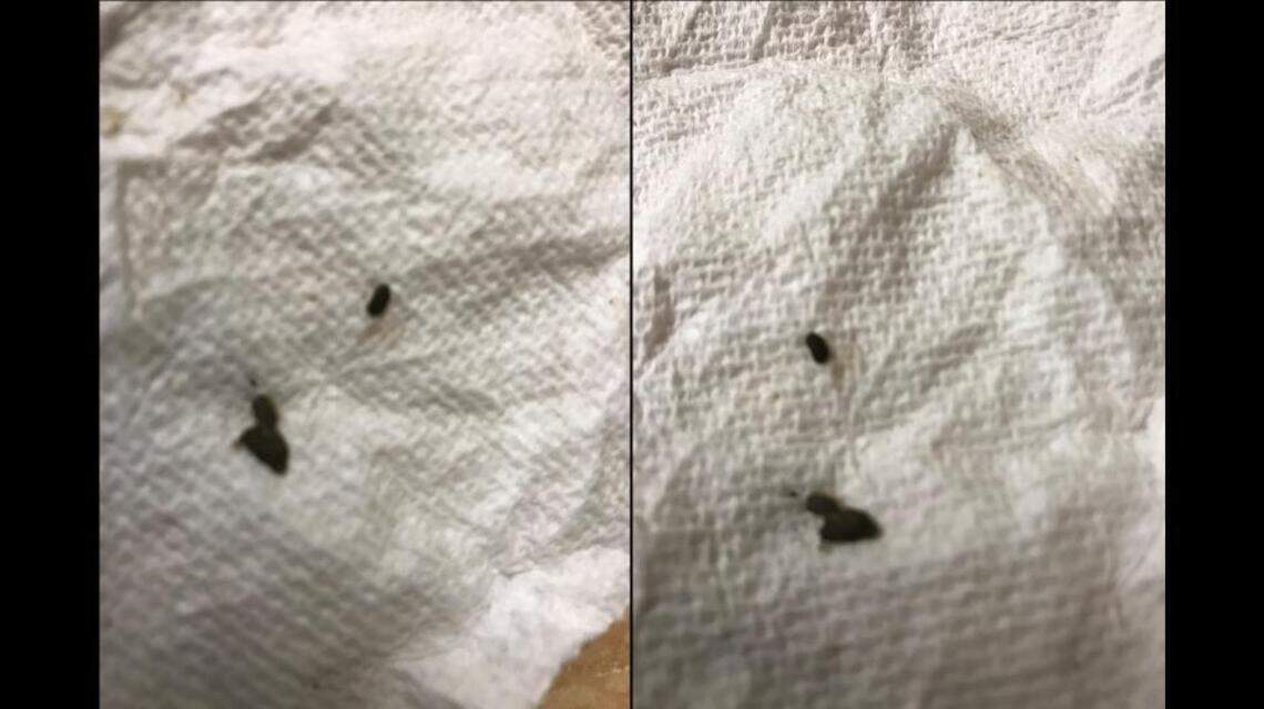 Florida man may have found poop in his Chinese food | Miami Herald