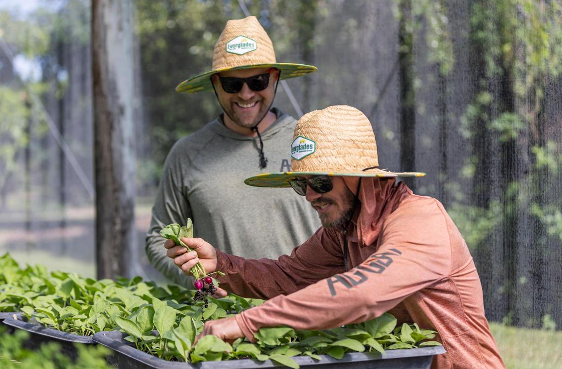 Jeremy Ford and business partner Joe Mizzoni pick radishes at Ford’s Farm in Homestead.