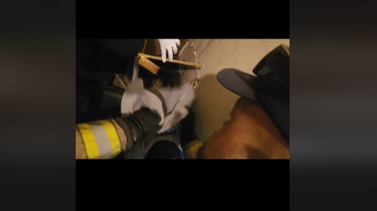 Firefighters saved an opossum that was found trapped in a Volusia County home/The Volusia County Professional Firefighters Association