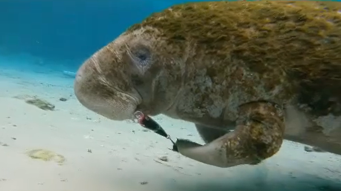 An unusual rescue was staged in Florida’s Crystal River, after witnesses discovered a manatee had one flipper pinned to its face by a fishing lure.
