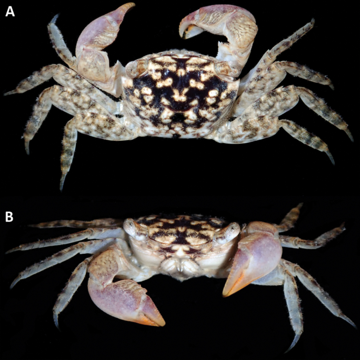 A Parasesarma otiense male.
