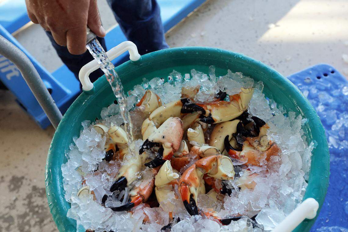 Justin Grimm rinses stone crab claws as he fills a special order for 40 pounds of the delicacies at Grimm’s Stone Crab in Everglades City on Friday, Dec. 2, 2022.