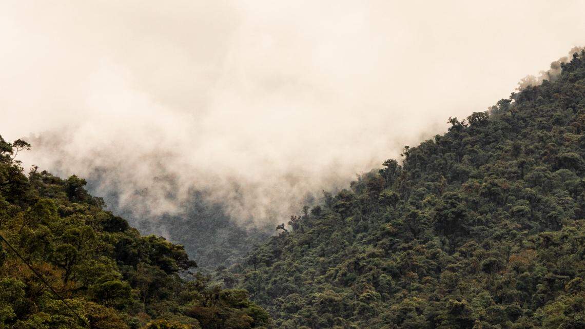 Scientists said they collected the creatures from the leaves and branches of bushes in the forest of the Río Huancabamba canyon.