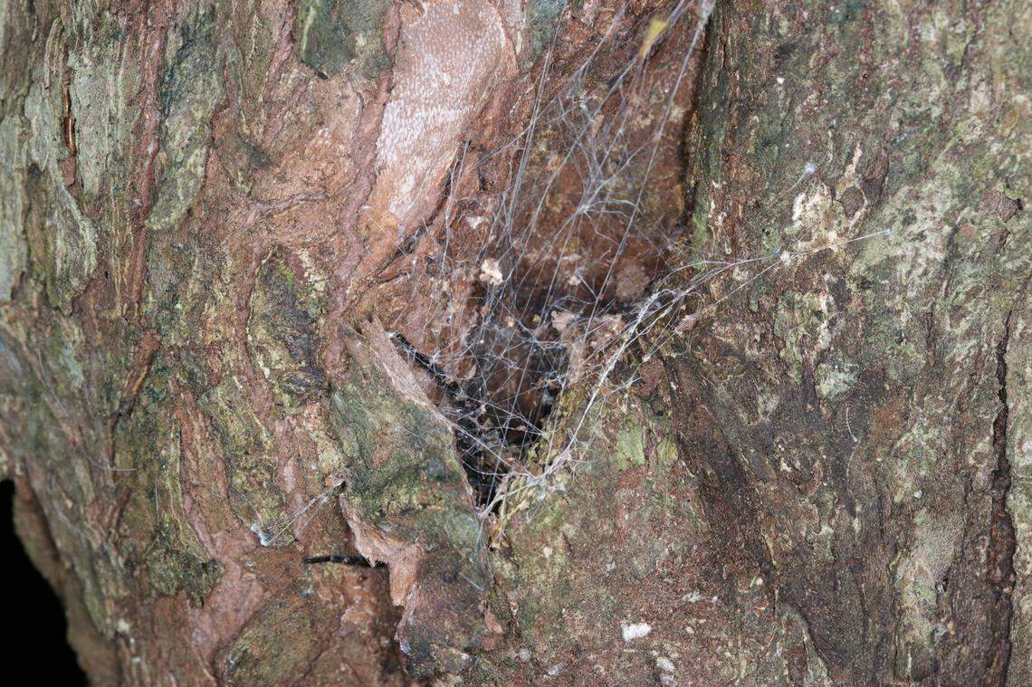 A Hogna arborea, or Taiwanese tree-dwelling wolf spider, behind a web and in a tree hole.