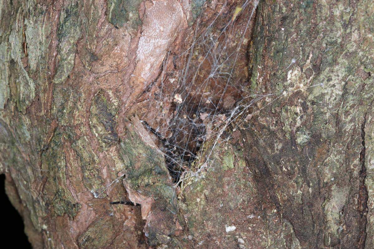A Hogna arborea, or Taiwanese tree-dwelling wolf spider, behind a web and in a tree hole.