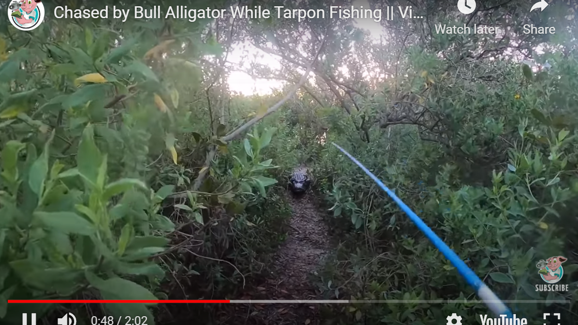 Alligator in Viral Hog video