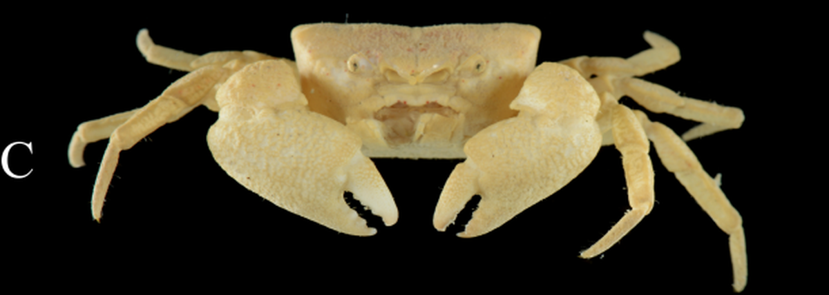 The crab is covered in “felt-like” bristles called setae.