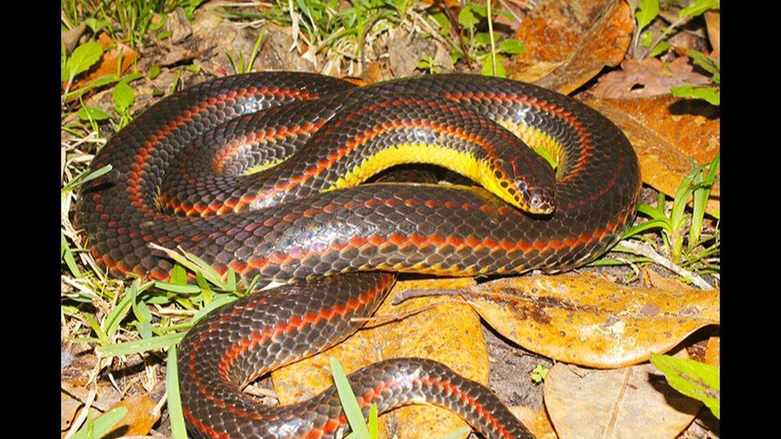 All sightings of this ‘elusive’ snake should be reported, Florida officials say