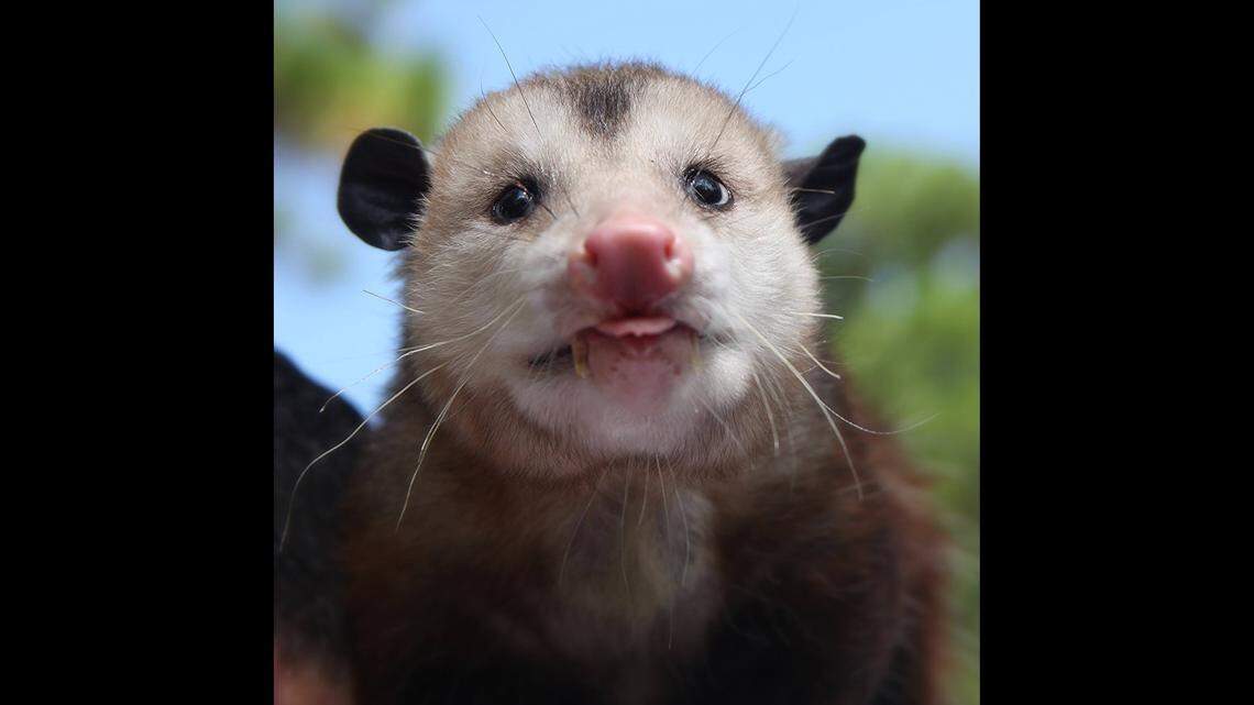 Opossums are cat-sized marsupials known to “play dead” when threatened, the Florida fish and Wildlife Conservation Commission says. This is not the opossum involved in the fatal crash.