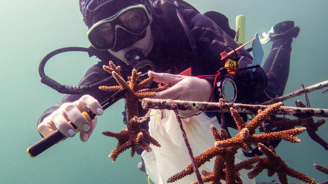 Scientists collected coral fragments from nurseries along the Florida coast and placed them in tanks to measure how much heat they could take.