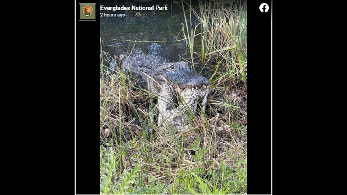 Everglades National Park posted this photo of the alligator eating a python on Jan. 10, calling it an example of “warring giants struggle over supremacy of the Everglades.”