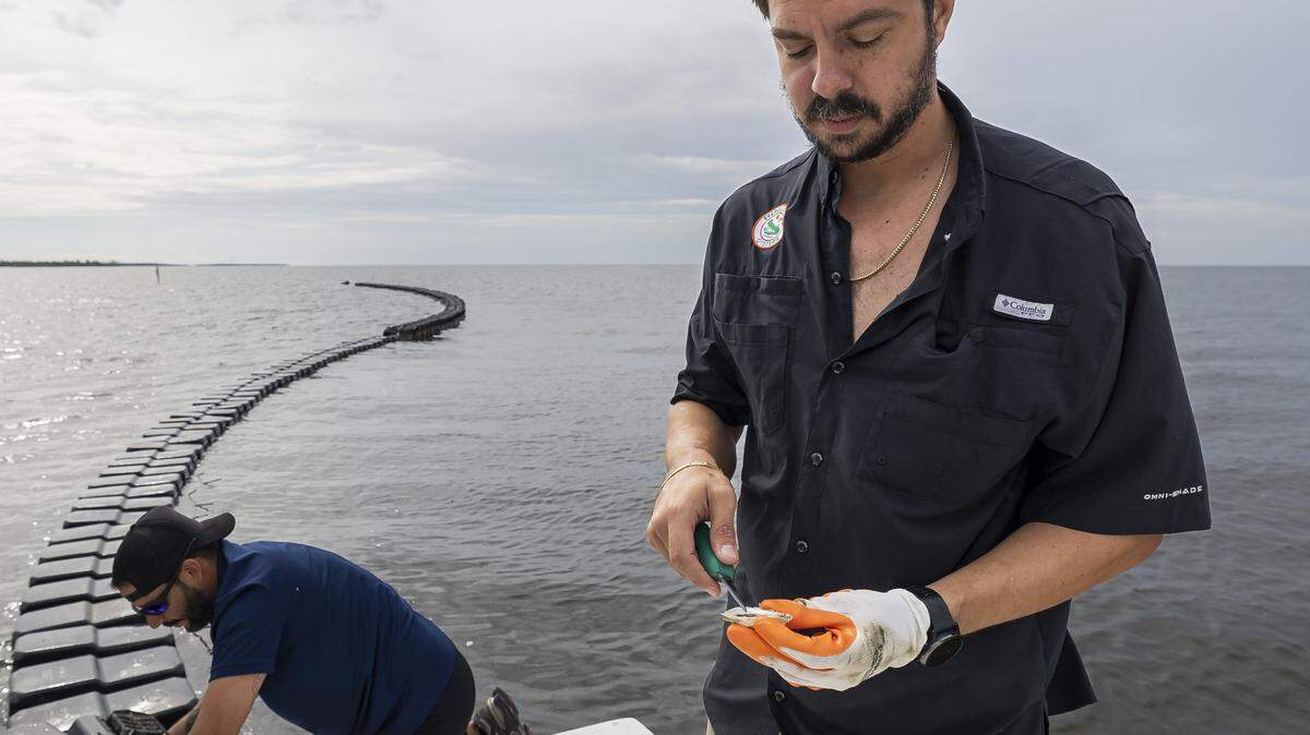 Everglades Oysters co-founder Fabio Galarce shucks an oyster harvested from his farm off Panther Key, near Cape Romano, in the Ten Thousand Islands on Wednesday, Sept. 17, 2025, in Florida.