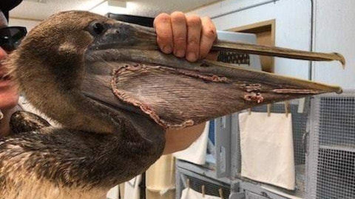 In this 2019 photo, a juvenile brown pelican is shown damaged from being intentionally fed. The pelican died from the injuries.