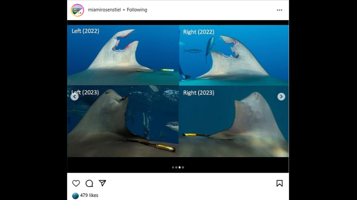 A new study by a University of Miami PhD student reports a silky shark was able to regenerate much of its damaged dorsal fin.