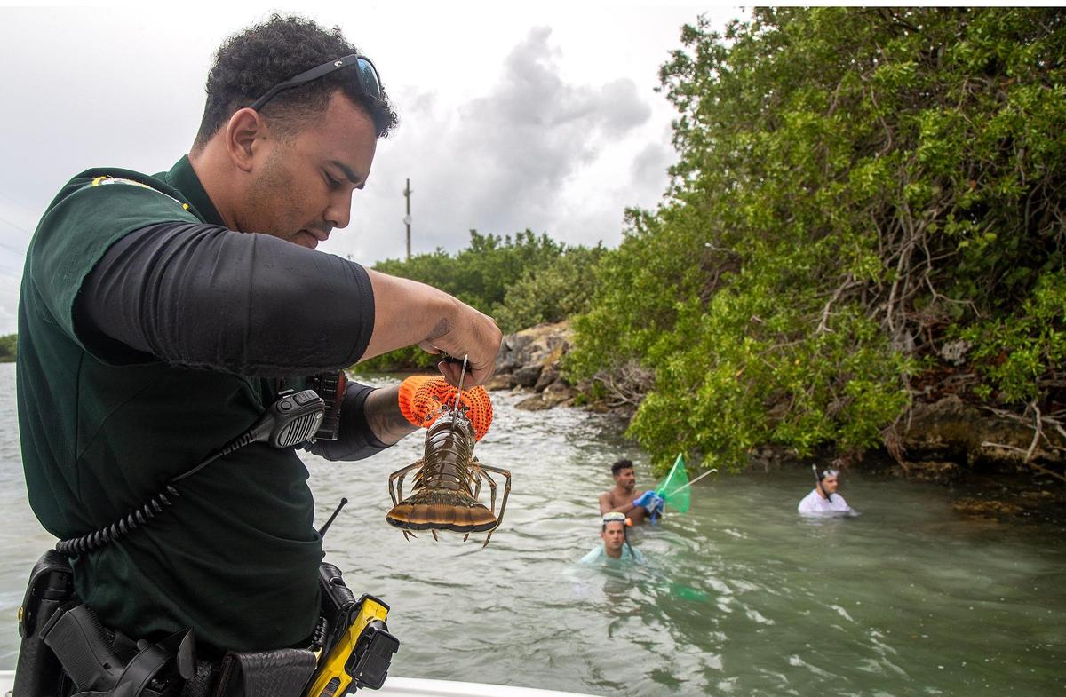 Monroe County Sheriff’s Deputy Alex Morales measures a Florida spiny lobster captured by a group of divers from Miami during the first day of lobster miniseason in the Florida Keys on Wednesday, July 26, 2023.