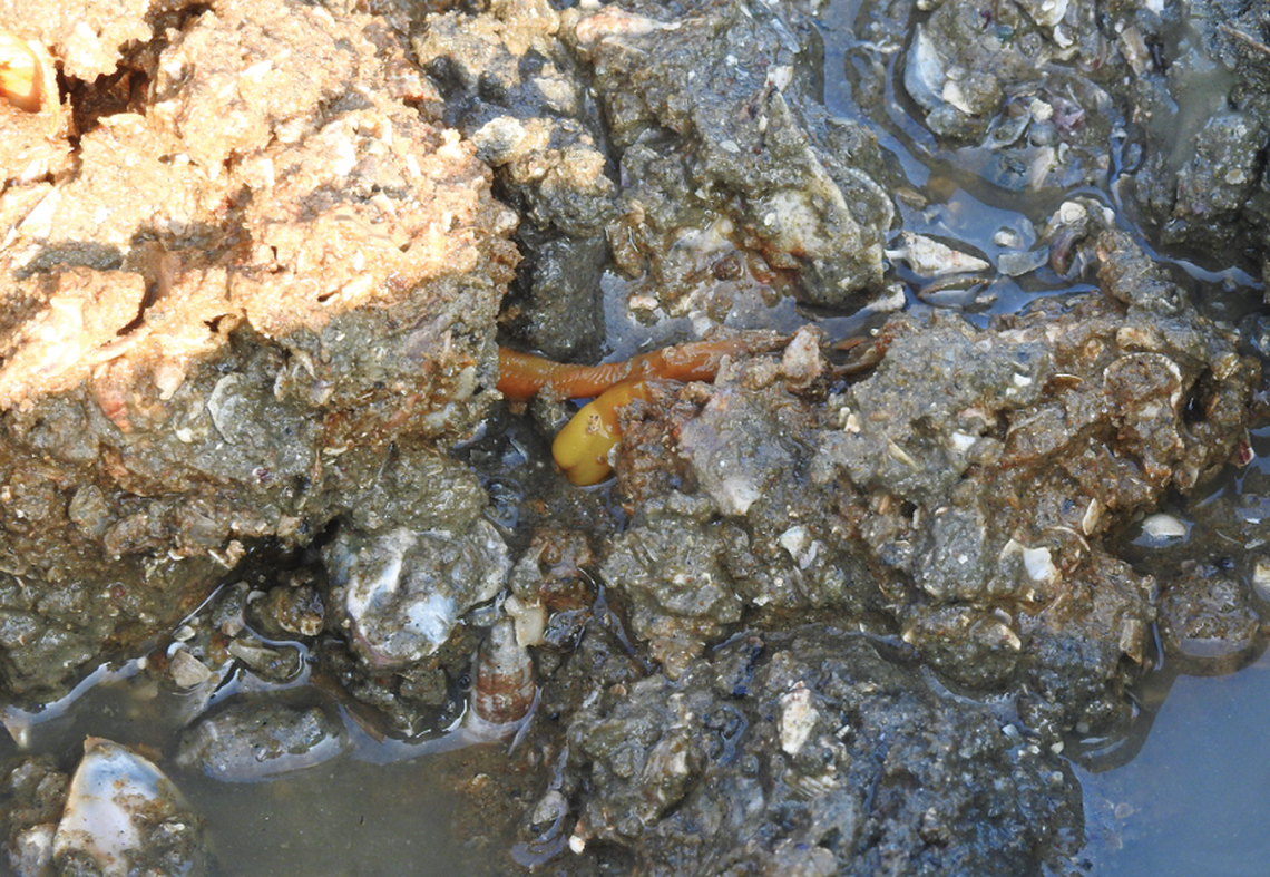 The acorn worms prefer a rocky, shelled environment to fine sandy beaches.