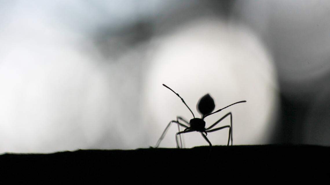 The frenzy of insects prevented the school from serving lunch.