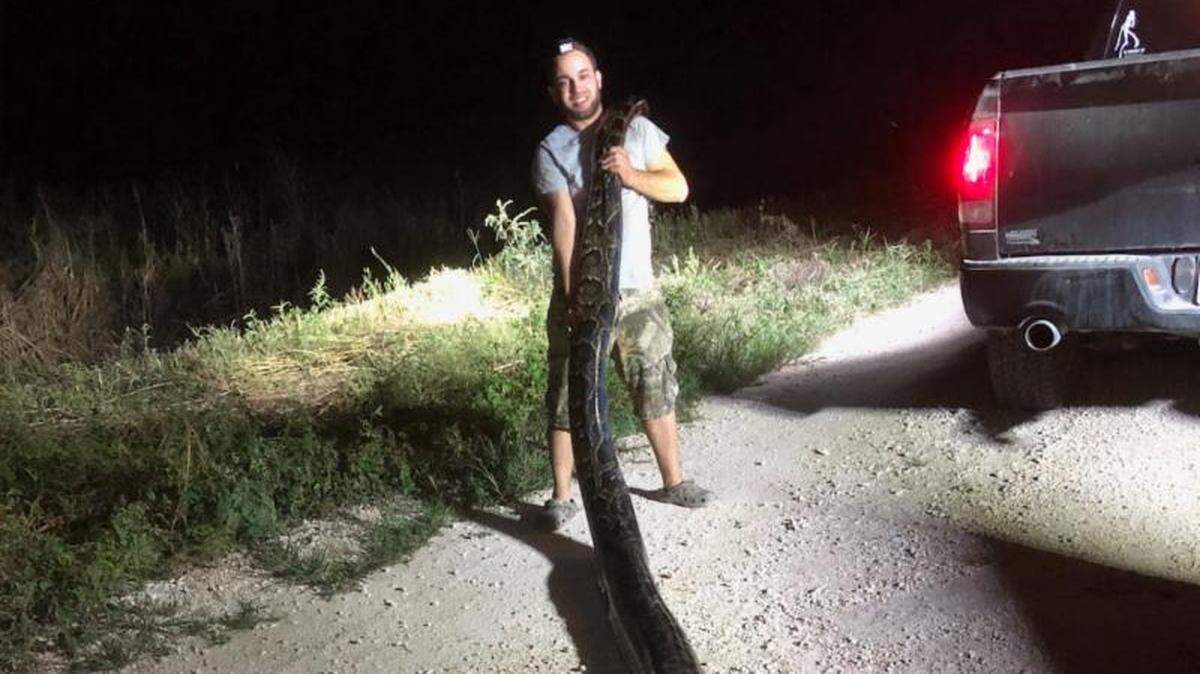 Kyle Penniston, of Homestead, made the solo capture of a 17-foot, 5-inch female Burmese python while hunting on SFWMD lands in Miami-Dade County late Monday night, Nov. 5, 2018. The mammoth snake weighed in at 120 pounds.
