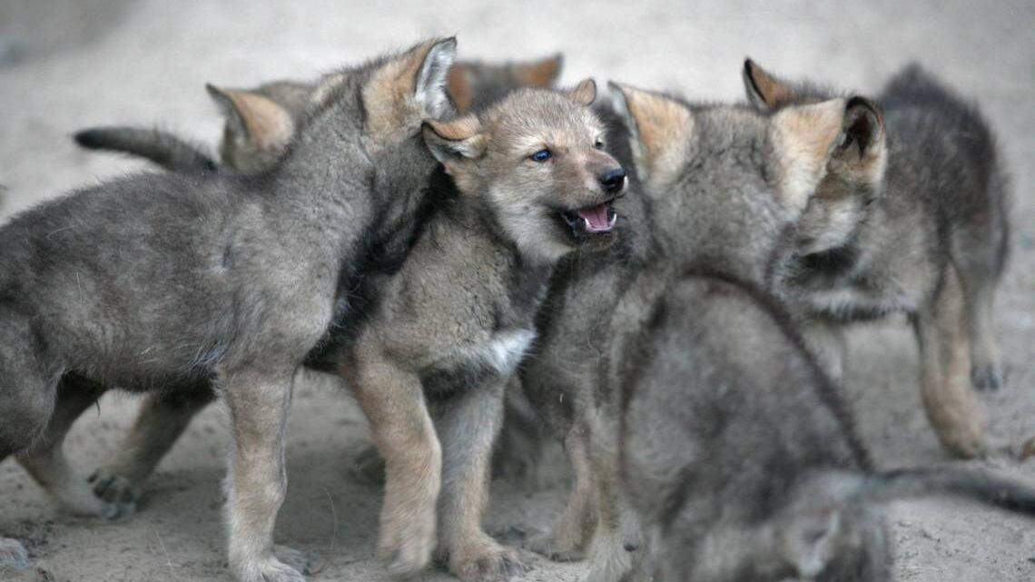 Scientists have debated for decades how dogs got so good at reading people. New research comparing dog puppies to human-reared wolf pups offers some clues