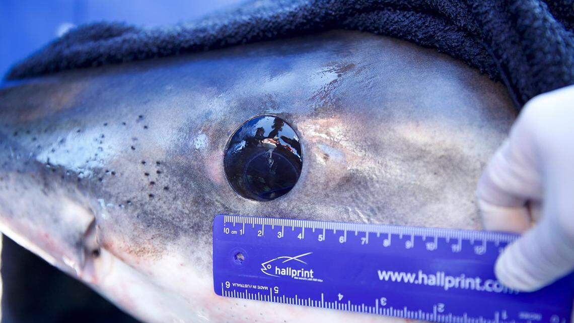 Great white sharks roll their eyes just before they attack their prey, experts say. It’s a protective measure.