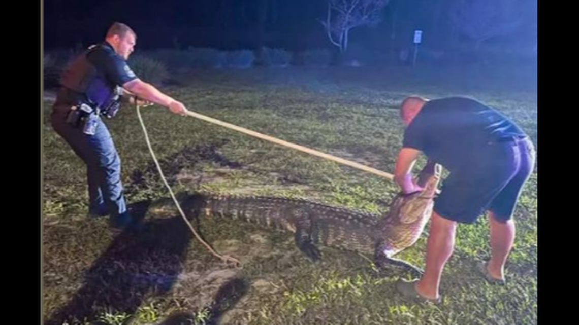 The alligator was found shortly before 5 a.m. March 31 in east Fort Myers, according to police