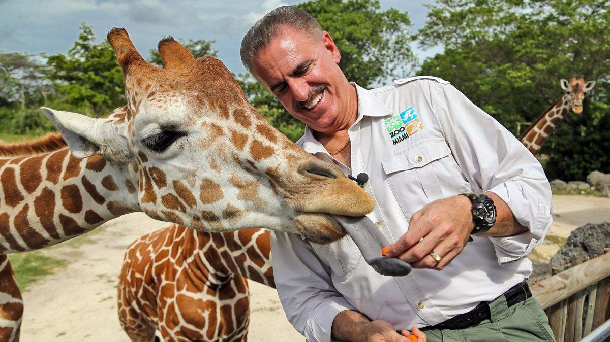 Malcome, a reticulated giraffe, takes a slice of carrot from Zoo Miami’s Ron Magill on June 23, 2021. Magill announced his retirement on Sunday, Feb. 15, 2026.