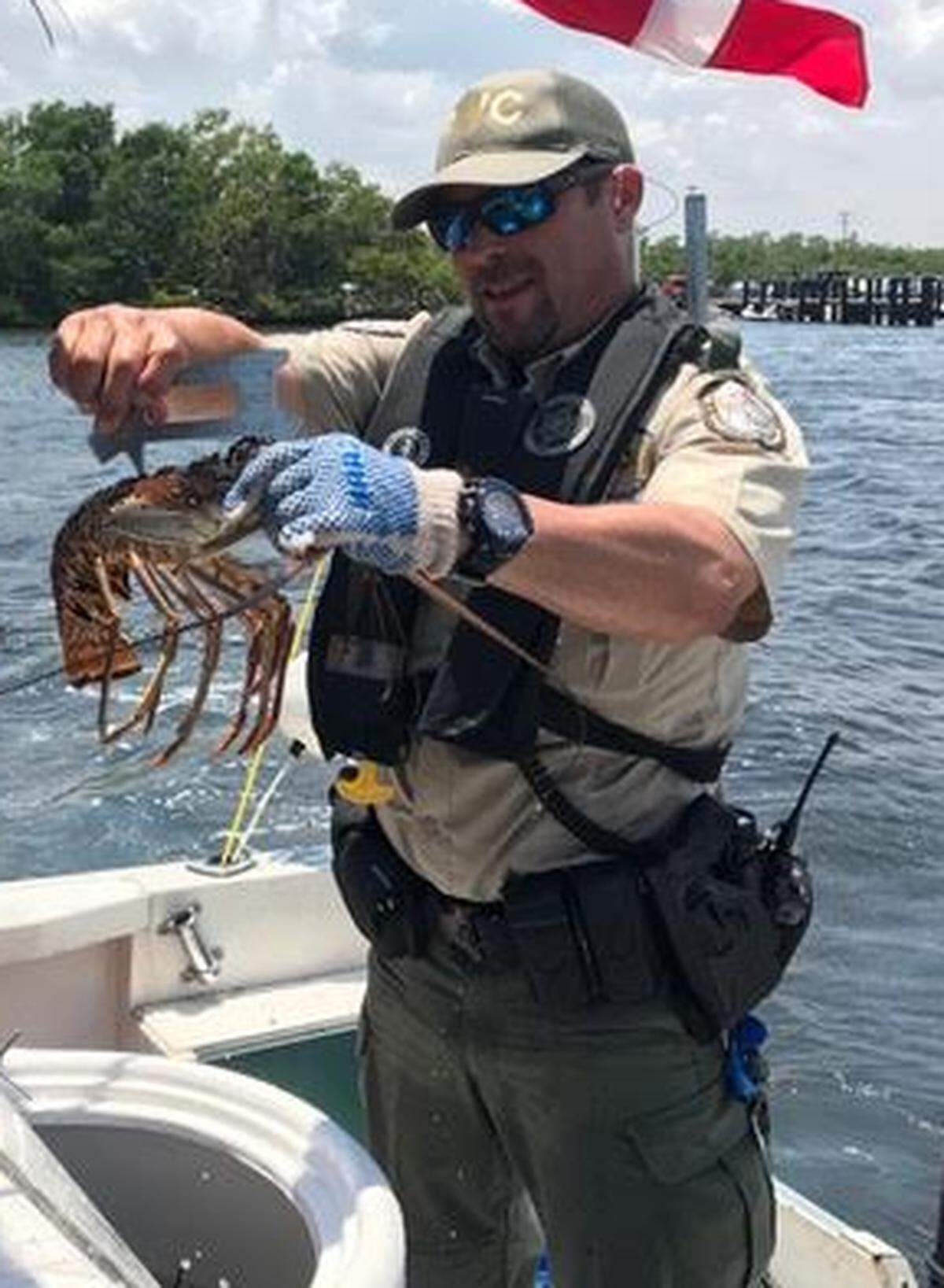 Florida Fish and Wildlife Conservation Commission Officer Guillermo Cartaya measures the carapace of a lobster while on patrol in Biscayne Bay, Wednesday, July 25, 2018, the first full day of the two-day lobster miniseason.