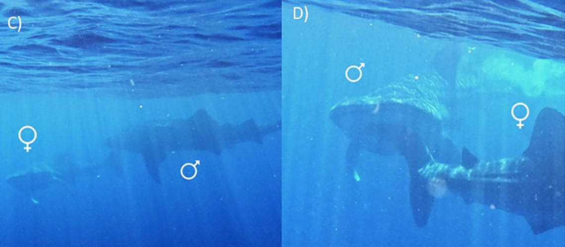 The male bit the rear tail of the female whale shark in what researchers called a pre-mating behavior.