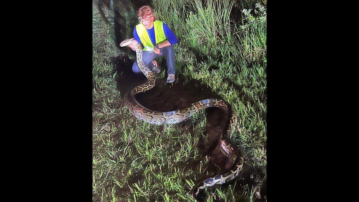 South Florida Water Management District snake trapper Alex McDuffie holds the neck of a 17.6-foot long Burmese python in Big Cypress Natural Preserve Tuesday, July 13, 2022.