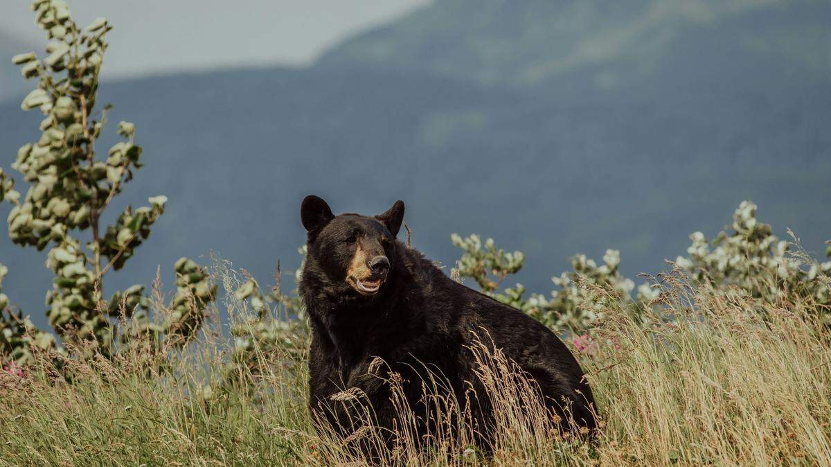 An American family fell ill after eating parasitic worm-infected meat from a Canadian black bear, health officials said.
