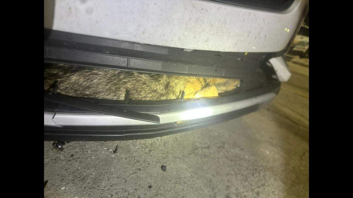 Photos shared by the Charlotte County Sheriff’s Office in southwest Florida show the animal was essentially sandwiched in the grille, with no clear features showing — other than a lot of fur.