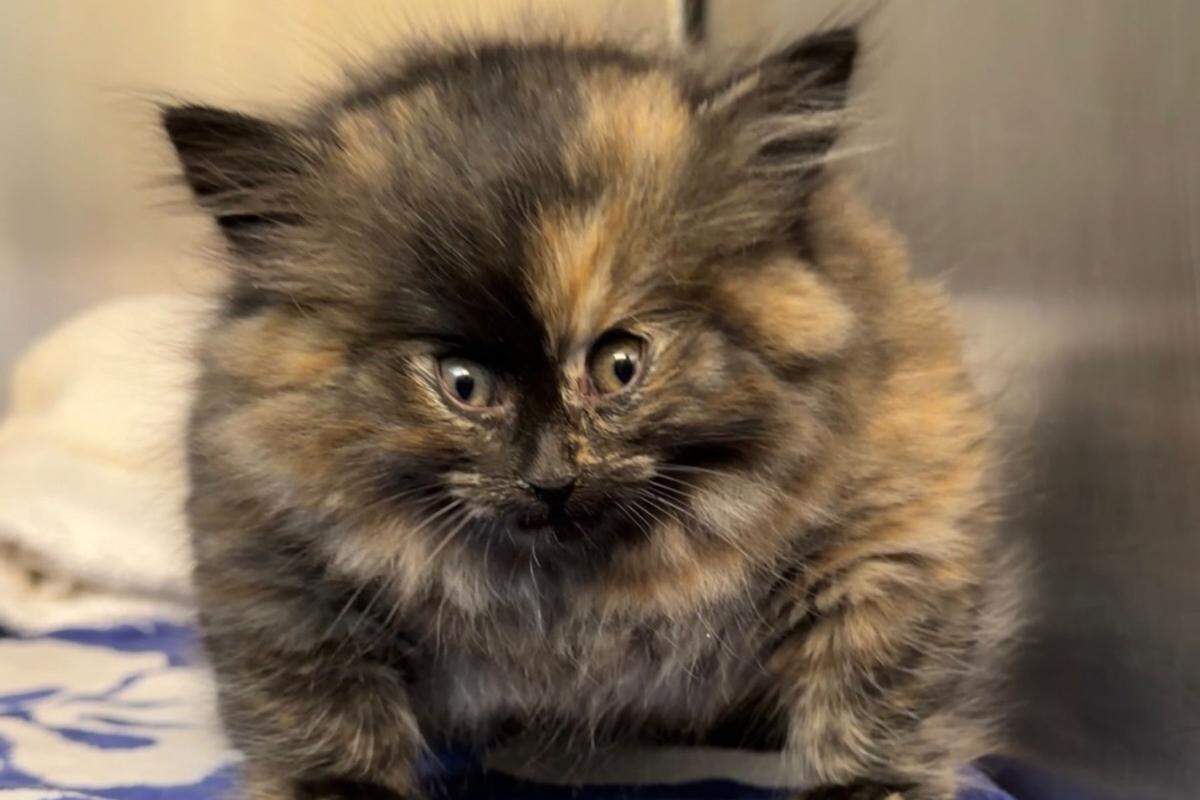 zoe the puff kitty rare condition