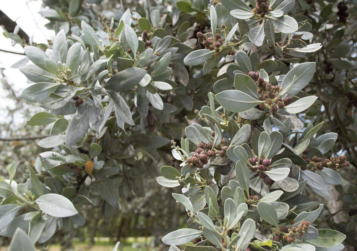 Buttonwood’s silver foliage and cone-like fruit.