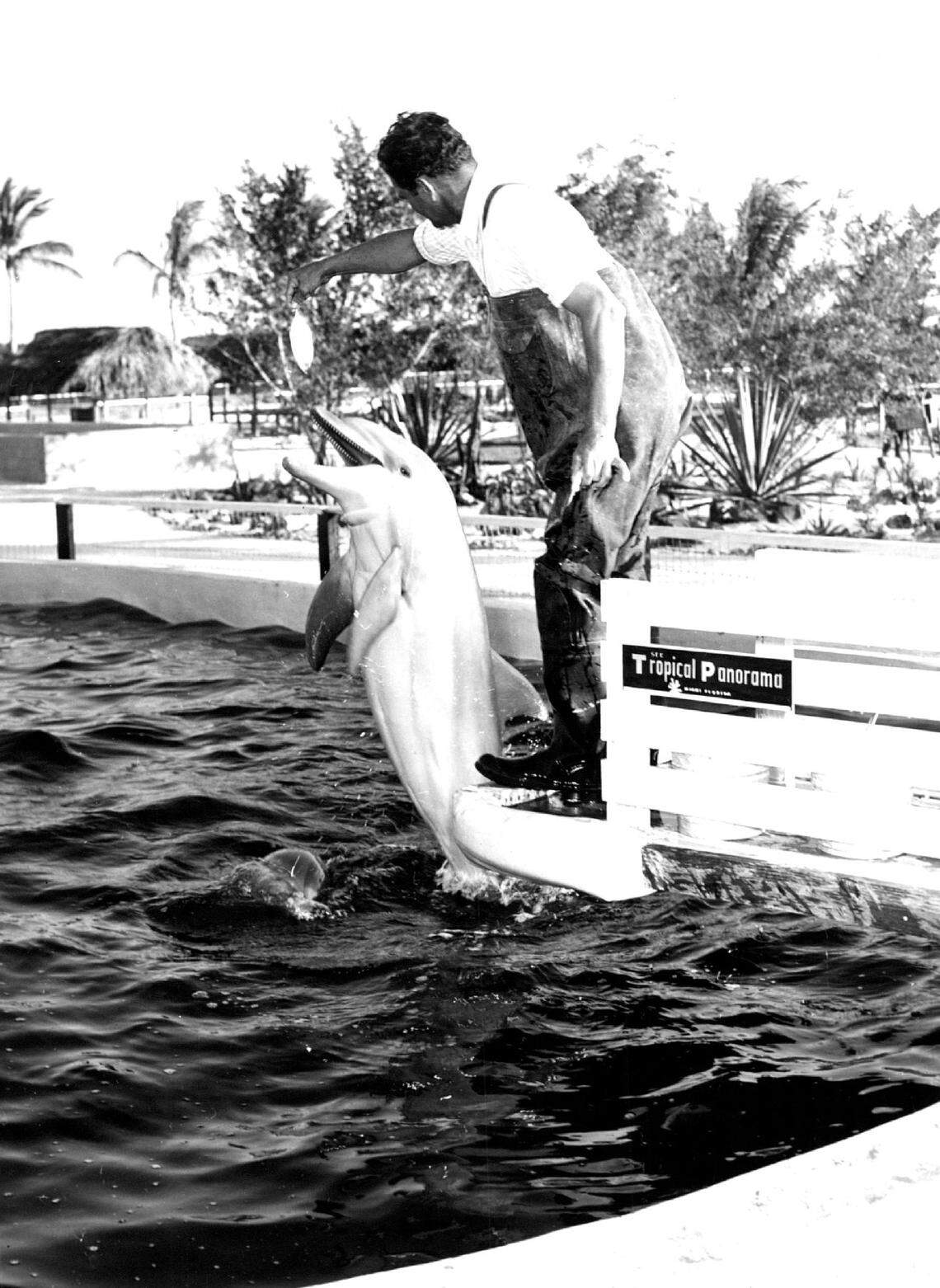 One of Tropical Panorama’s porpoise trainers, Norman Santini, puts a student porpoise through his paces. The tourist attraction featuring trained porpoises.
