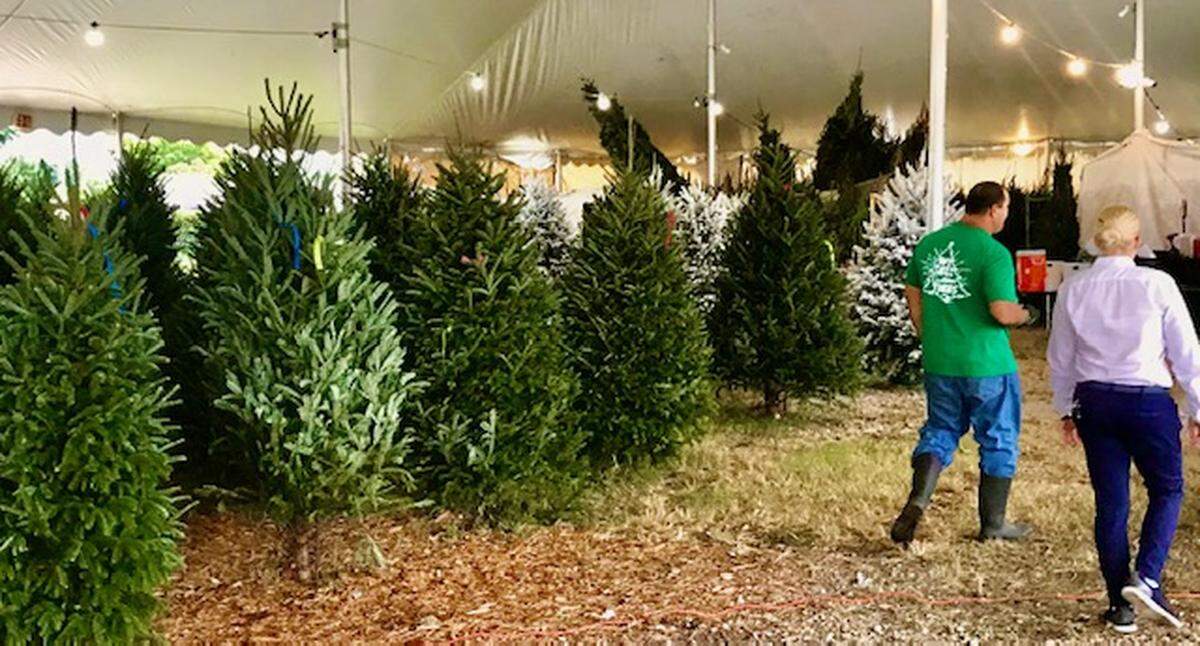 Christmas trees went on sale at the RTC Events tent at 10600 SW 40th St. on Nov. 9. The biggest shopping days for trees are expected to be Black Friday and Cyber Monday.