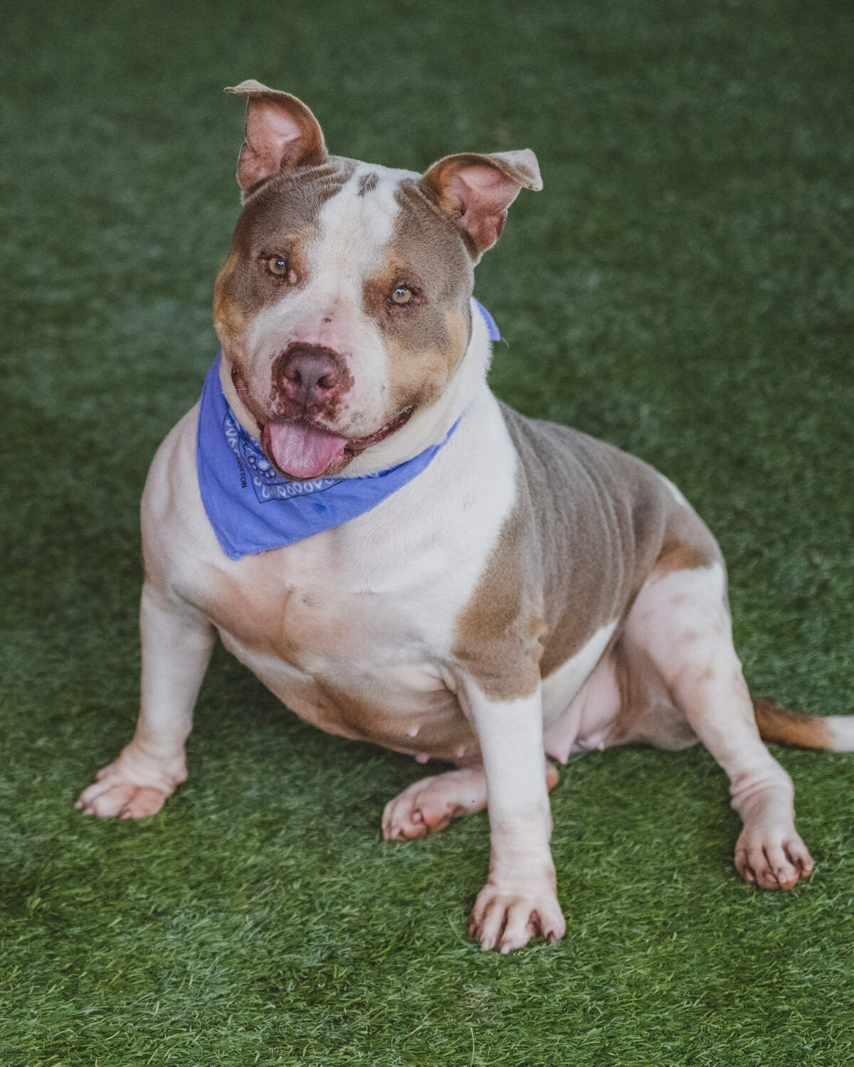 Introducing Mila #A2396383, a 4-year-old terrier mix who has been waiting for her forever home since September of 2022. She’s an energetic girl who loves to play and is always up for a game of fetch. Mila can be vocal for attention, but she’s also very affectionate and loves getting scratches from humans. She would prefer to be the only pet in the household so she can get all the attention she deserves. Come meet Mila today and give her the loving family she’s been waiting for!