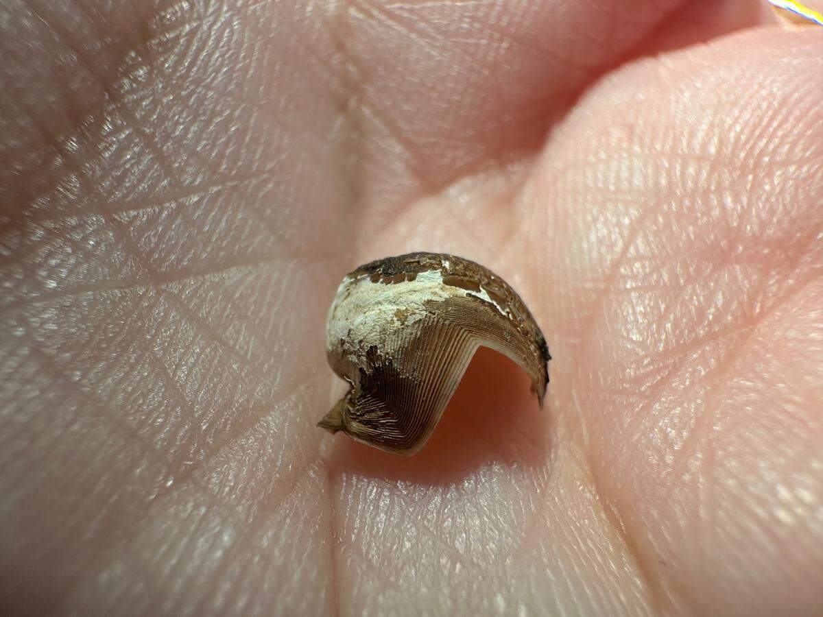 The shells are generally white and brown, and some are smooth while others are ridged or have pitting.