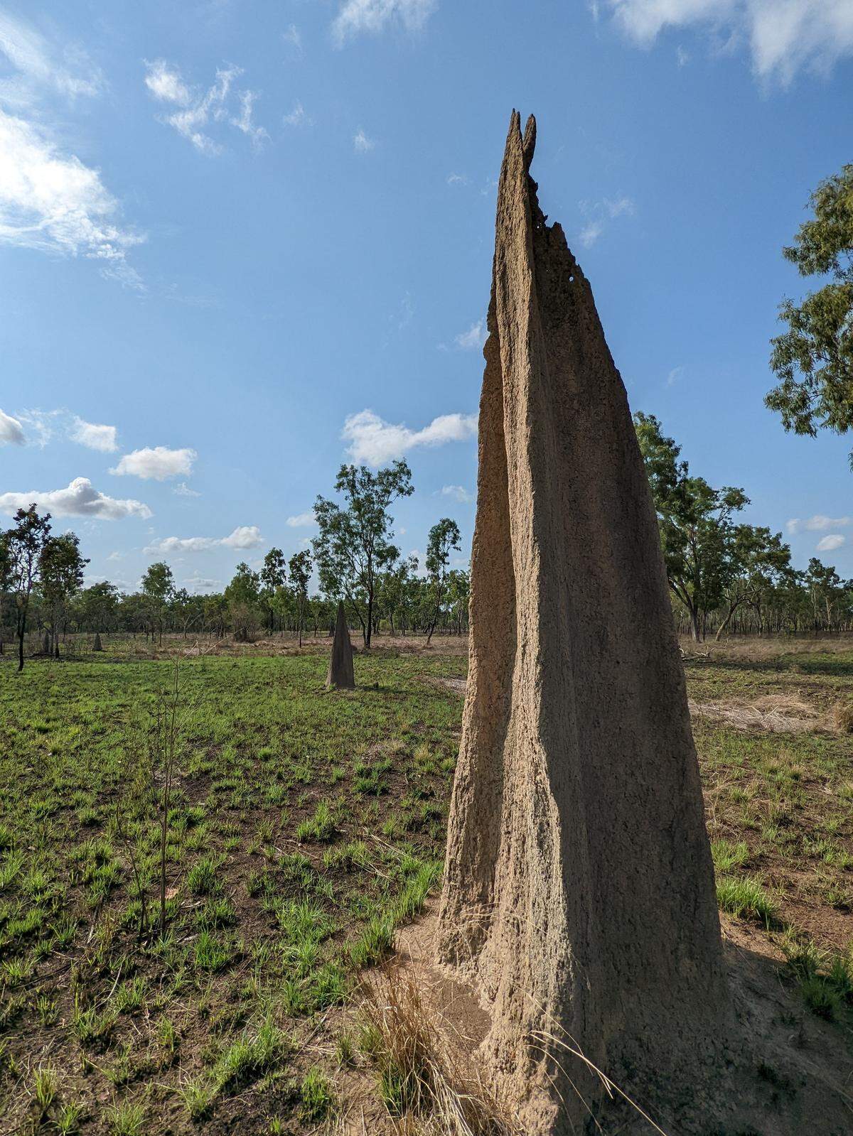 ‘Magnetic termite mounds (Amitermes meridionalis) near Lakefield, Queensland, Australia