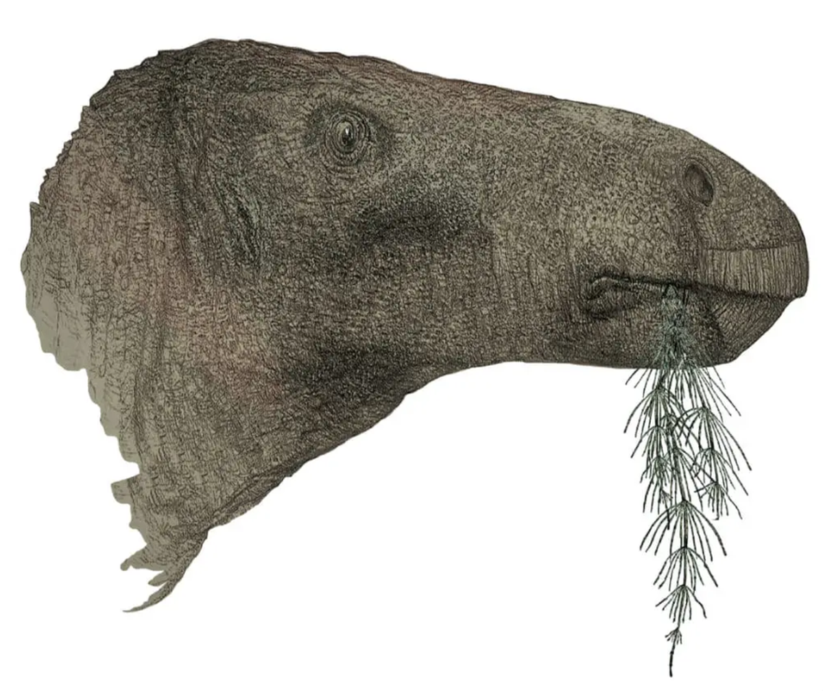 Morphological differences in the skull suggested the bones belonged to a new species of iguanodon.